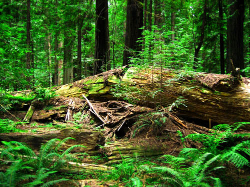 Fallen Tree