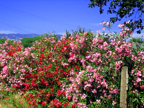 Flowers