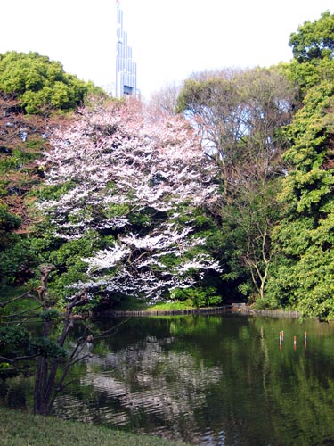 Tokyo Cherry Tree