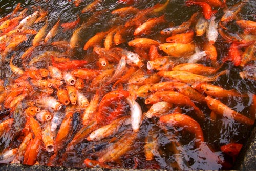 Shanghai Yu Gardens koi pond