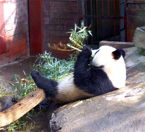 Panda Bear at the Beijing Zoo
